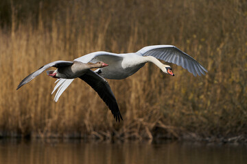 Mute swan (Cygnus olor)