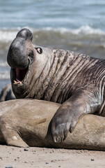 Fototapeta premium Elephant seal couple mating, Peninsula Valdes, Patagonia, Argentina