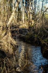 countryside forest river with blue water and rocks on the shore