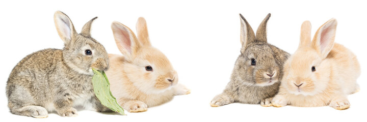 gray and red rabbit on a white background.
