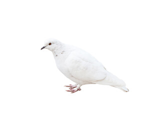 A pigeon. Bird isolated on white background