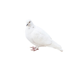 Birds. A pigeon, isolated on white background