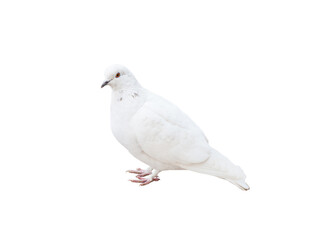 A pigeon. A bird isolated on white background