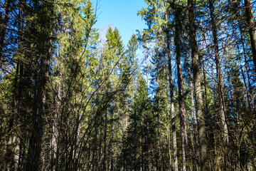 Fototapeta premium sunny old forest with tree trunks and stomps in spring