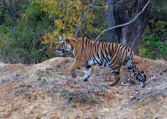 Tiger on a stroll
