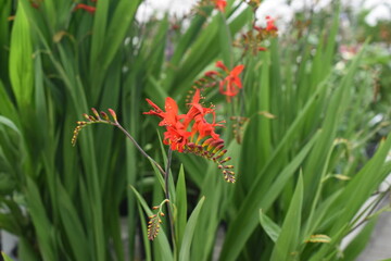 Montbretie 'Luzifer'