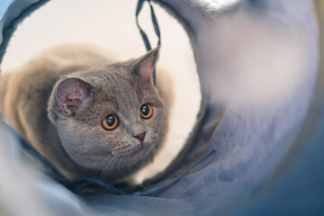 Hauskatze