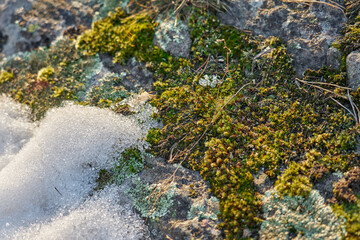 Moss on the slope of a rocky mountain under the melted snow.