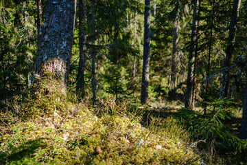 Fototapeta premium sunny old forest with tree trunks and stomps in spring