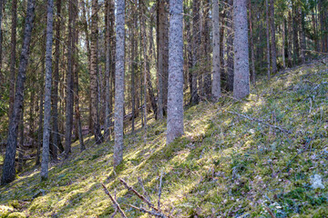 Obraz premium sunny old forest with tree trunks and stomps in spring