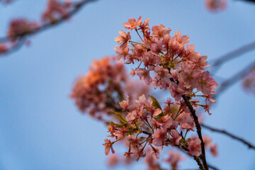 河津桜　河津町　伊豆 クローズアップ