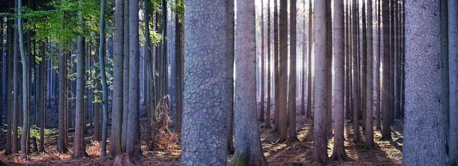 Obraz premium pine forest in Taunus mountains, Germany, stream of sunlight illuminates trees, concept of nature protection, ecological balance, tourism, travel, wallpaper background