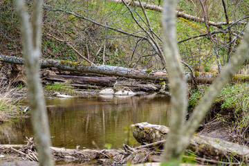 countryside forest river with blue water and rocks on the shore
