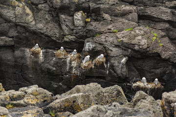 Hike from Arnarstapi to the Stone Bridge in the south of Iceland