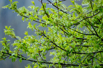 wet spring tree leaves on neutral green blur background