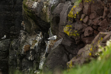 Hike from Arnarstapi to the Stone Bridge in the south of Iceland