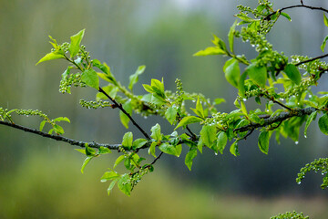 wet spring tree leaves on neutral green blur background