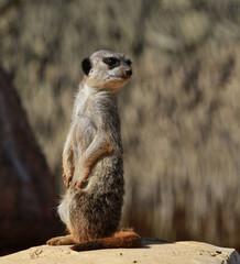 suricate
