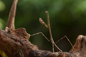 All about spesies mantis borneo island