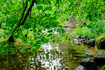 Fototapeta na wymiar scenic summer river view in forest with green foliage tree leaf and low water