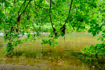 Fototapeta premium scenic summer river view in forest with green foliage tree leaf and low water