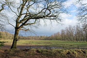 Ede Netherlands - 11 February 2018 - Field in National Park de Hoge Veluwe in the Netherlands