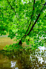 scenic summer river view in forest with green foliage tree leaf and low water