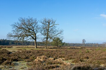 Ede Netherlands - 6 February 2018 - Twin oaks trees in nature reserve Planken Wambuis near Ede in the Netherlands