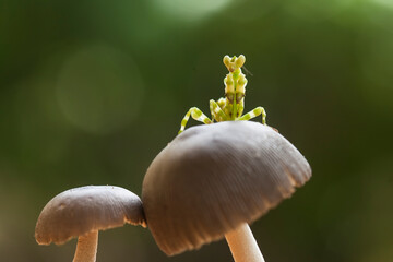 All about spesies mantis borneo island