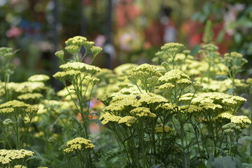 gelbe Schafgarbe © Tanya