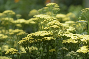 gelbe Schafgarbe © Tanya