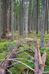 dry old tree trunks and roots left in forest