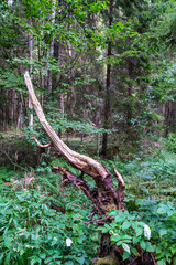 Obraz premium dry old tree trunks and roots left in forest