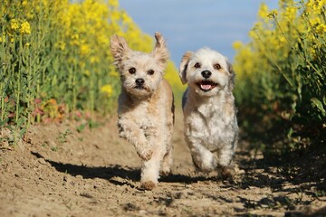 two small dogs re running in a rape seed field