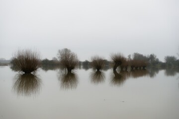 Wageningen Netherlands - 12 January 2018 - High water in river Rhine in flood plains of Wageningen in the Netherlands