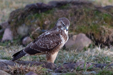 Common buzzard (Buteo buteo)
