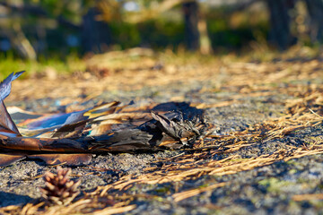 The ashes of the burnt paper left in the woods.