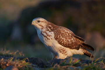 Common buzzard (Buteo buteo)