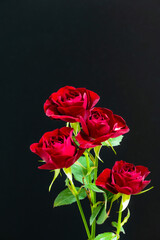 赤いスプレーバラ