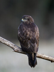 Common buzzard (Buteo buteo)