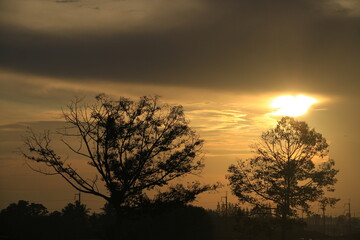 Fototapeta premium The sun rises with trees and sky