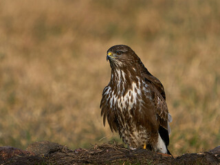 Common buzzard (Buteo buteo)