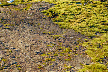 Moss on the slope of a rocky mountain.