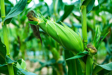 Fresh green corn pods organic on tree are in garden. Concept of agronomy for consumption and raising animals.copy space