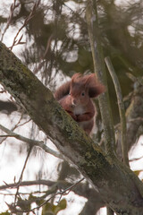 Red squirrel waiting in a tree