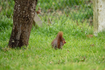 Red squirrel eating on the grass