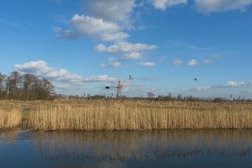 Veenendaal Netherlands - 16 February 2018 - Nature reserve Hooilanden in Binnenveld near Veenendaal in the Netherlands