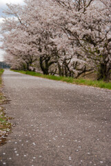 Fototapeta na wymiar 桜が散った道路と桜並木