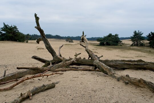 Wekerom Netherlands - 27 January 2018 - Sand dunes in nature reserve Wekeromse Zand near Ede in the Netherlands