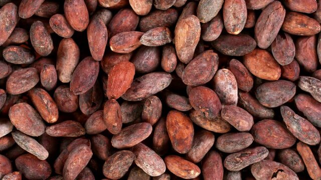 Super Slow Motion Shot of Moving Raw Cocoa Beans